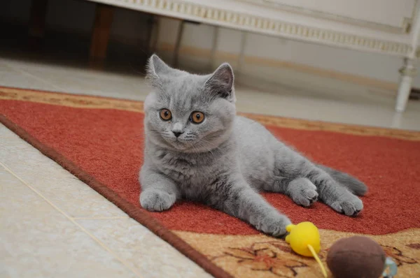 Británico lindo adorable gatito está jugando con pequeño amarillo ratón — Foto de Stock