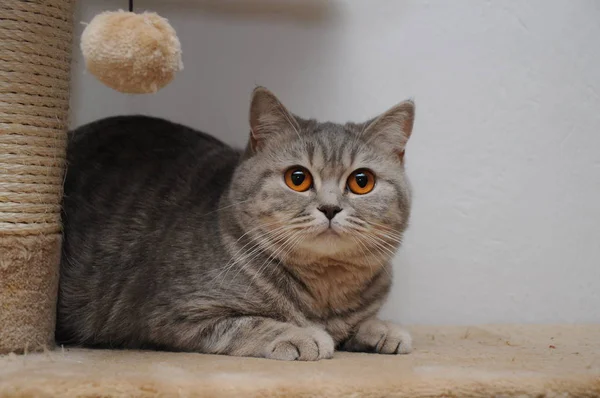Ładny kot brytyjski krótkowłosy z brązowymi oczami na scratcher — Zdjęcie stockowe