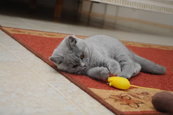 Britské roztomilý roztomilý kotě hraje s malým žlutým myší — Stock fotografie