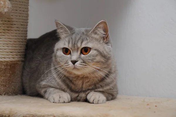 Ładny kot brytyjski krótkowłosy z brązowymi oczami na scratcher — Zdjęcie stockowe