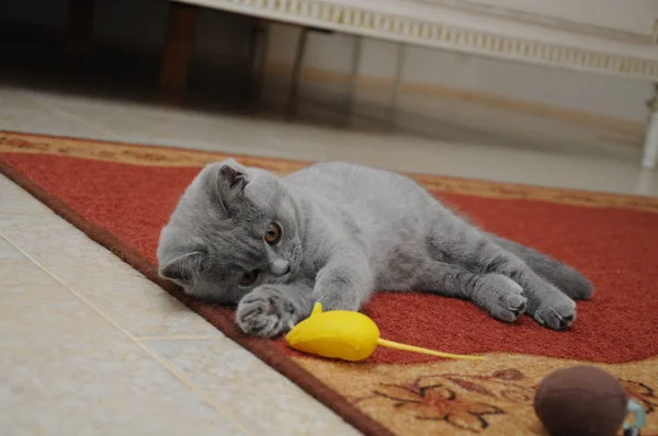 Británico lindo adorable gatito está jugando con pequeño amarillo ratón — Foto de Stock