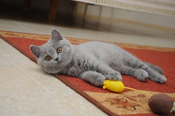 Британский симпатичный котенок играет с маленькой желтой мышкой — стоковое фото