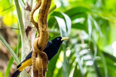Cacicus y eklene kanatlı kuş şube, mavi göz, yağmur ormanı, egzotik kuş yaban hayatı fotoğraf