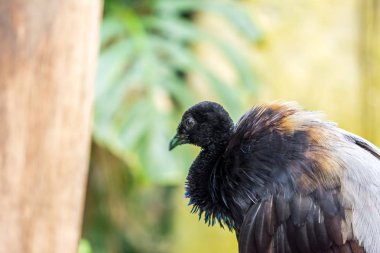 Psophia crepitans, kuş başı, detayını rainforest bahçede çekilmiş fotoğraf