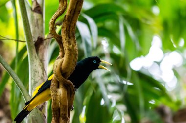 Cacicus y eklene kanatlı kuş şube, mavi göz, yağmur ormanı, egzotik kuş yaban hayatı fotoğraf