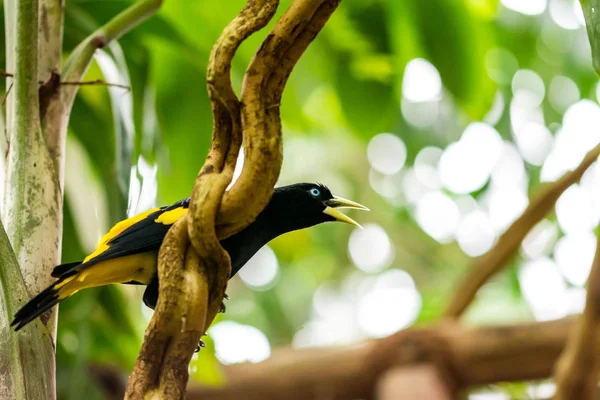 Cacicus y��llow winged bird on the branch, blue eye, rain forest, exotic bird wildlife photo