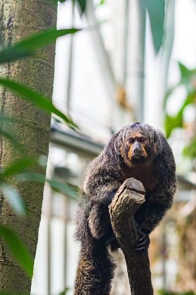 Pithecia macaco sentado no galho perto da árvore — Fotografia de Stock