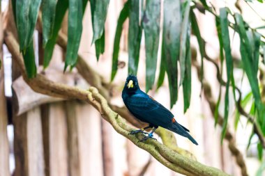 Ahşap arka plan ve ağaç dalı üzerinde oturan Cacicus haemorrhous kuş yapraklar