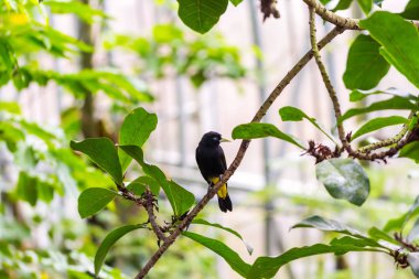 Cacicus y eklene kanatlı kuş şube, mavi göz, yağmur ormanı, egzotik kuş yaban hayatı fotoğraf