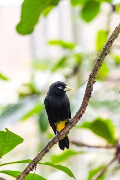 Cacicus y��llow winged bird on the branch, blue eye, rain forest, exotic bird wildlife photo