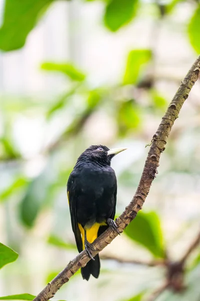 Cacicus y θετων φτερωτό πουλί στο υποκατάστημα, μπλε μάτια, τροπικό δάσος, εξωτικό πουλί φωτογραφία άγριας ζωής — Φωτογραφία Αρχείου