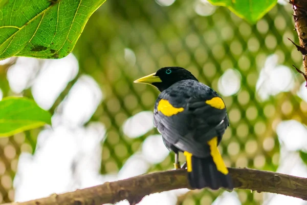 Cacicus y � llow geflügelter Vogel auf dem Zweig, blaues Auge, Regenwald, exotische Vogelwelt Foto — Stockfoto