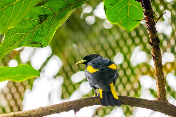 Cacicus yellow winged bird on the branch, blue eye, rain forest, exotic bird wildlife photo