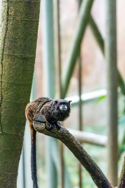 Tamarin μαϊμού κάθεται στον κλάδο, δέντρο φόντο — Φωτογραφία Αρχείου