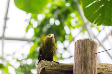 Psarocolius viridis yeşil tropik kuş tropikal orman ahşap masaya oturuyor, bacground içinde yeşil yapraklar