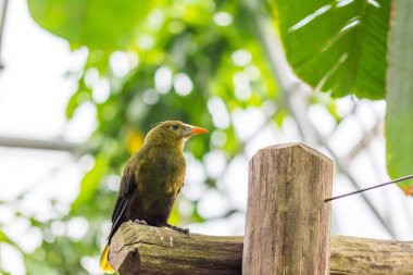 Psarocolius viridis yeşil tropik kuş tropikal orman ahşap masaya oturuyor, bacground içinde yeşil yapraklar