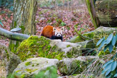 Red panda ayısı portre, ön planda taşlarla.