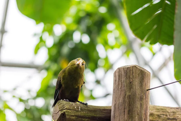 Psarocolius viridis pájaro tropical verde está sentado en el escritorio de madera, bosque tropical, hojas verdes en el bacground — Foto de Stock