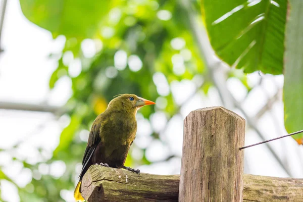 Psarocolius viridis pájaro tropical verde está sentado en el escritorio de madera, bosque tropical, hojas verdes en el bacground — Foto de Stock