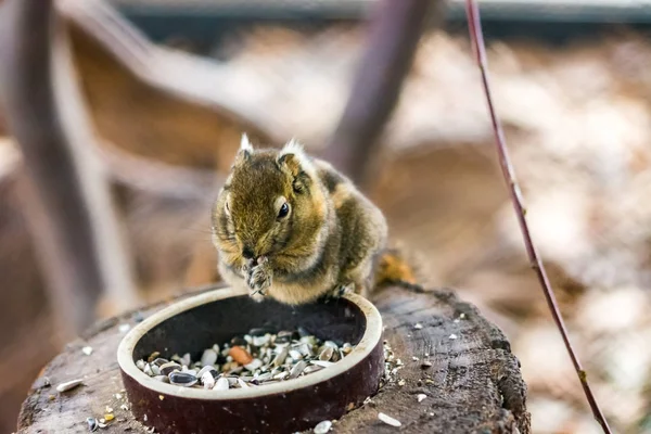 Tamiops swinhoei ardilla comer nuez en el escritorio de madera, hermoso animal pequeño agradable . — Foto de Stock