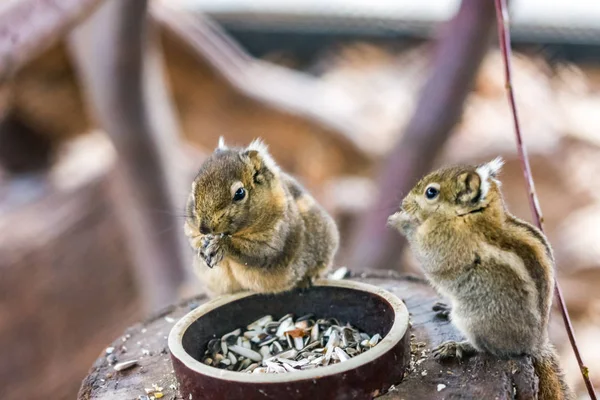 Tamiops swinhoei ardilla comer nuez en el escritorio de madera, hermoso animal pequeño agradable . — Foto de Stock