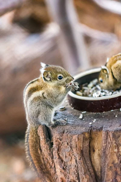 Тамиопс Swinhoei белка ест орех на деревянном столе, прекрасный милый маленький зверь . — стоковое фото