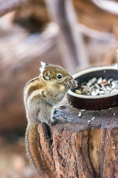 Тамиопс Swinhoei белка ест орех на деревянном столе, прекрасный милый маленький зверь . — стоковое фото