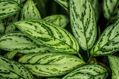 dieffenbachia ayrıntı, taze yeşil bitki yaprakları