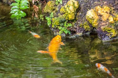 Küçük gölet altın balık su birikintisi yakın kaya, yeşil yaprakları yiyor