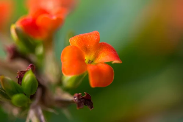 녹색 배경에 작은 오렌지 꽃 — 스톡 사진