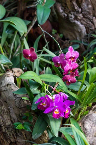 Lila Orchideenblüten wachsen im Garten — Stockfoto