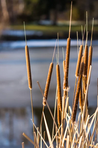 Kışın donmuş sazlık bitkisi, arka planda göl