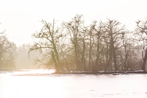 Ağaçlar sis ile gün batımında. Kış, soğuk ve buz