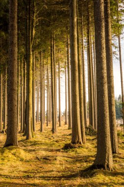 Orman ve ağaç günbatımı sırasında büyülü görünümünü. Yumuşak ışık ve mistik renkleri, ağaç gövdesi ve sonbahar çimleri.