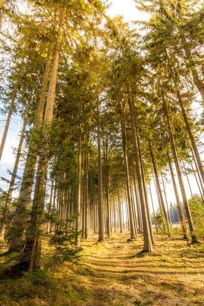 Orman ve ağaç günbatımı sırasında büyülü görünümünü. Yumuşak ışık ve mistik renkleri, ağaç gövdesi ve sonbahar çimleri.