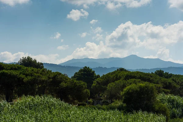Paisaje de las montañas de Córcega, desvanecido en la niebla. Árboles y racimos en primer plano, montañas en el fondo. Naturaleza verde y fresca hermosa. Foto de viaje . — Foto de Stock