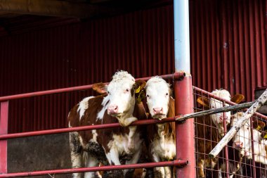İnekler çiftlikte sığır eti kırsal tarım üretimi.