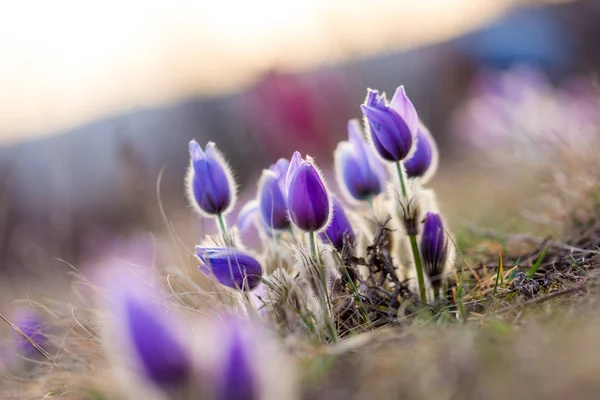 Pulsatilla grandis virágok a tavaszi réten. Szép tavaszi virágok a naplemente színei. — Stock Fotó