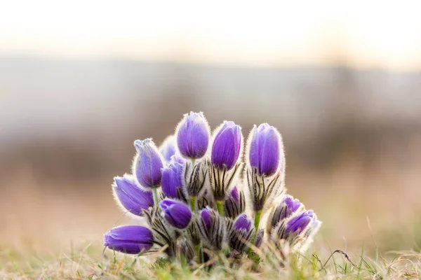 Pulsatilla グランディス花と草原の花。春夕焼けの美しい紫花. — ストック写真