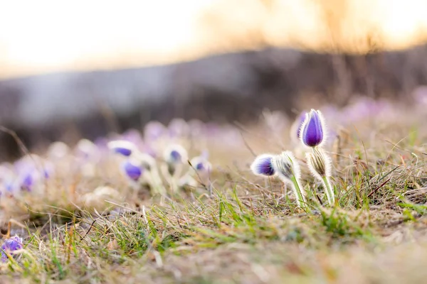 Pulsatilla grandis virágok a tavaszi réten. Szép tavaszi virágok a naplemente színei. — Stock Fotó