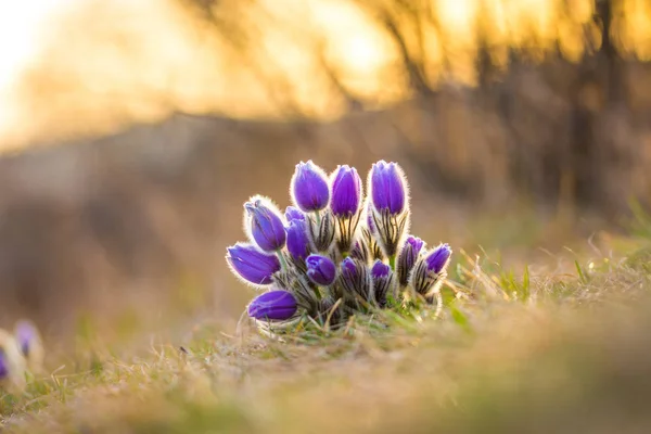 ために、オキナグサの花 pulsatilla 牧草地で成長しています。春の花の美しい花。素敵な夕焼け背景。素敵なボケ味とカラフルな花のマクロの詳細. — ストック写真