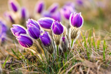 Pasque çiçek pulsatilla çiçek. Menekşe çiçek, Bahar günbatımı güzel sırasında alınan detay makro. Doğa bahar gel. Doğal arka plan ile yumuşak bokeh.