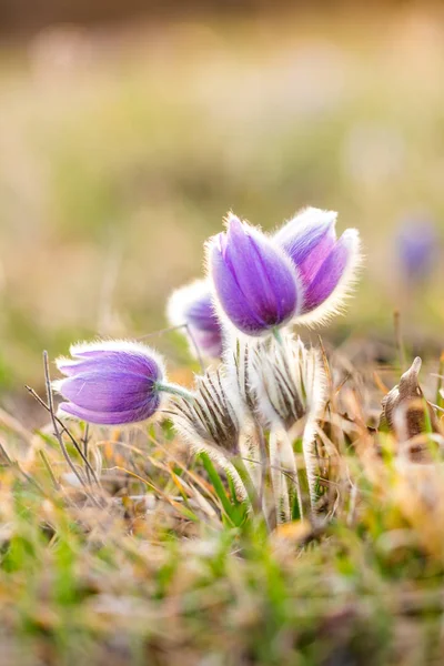 Pasque blomma pulsatilla blomma. Detalj makro av violett blomma, tagna under den vackra våren sunset. Våren kom till naturen. Mjuk bokeh med naturlig bakgrund. — Stockfoto