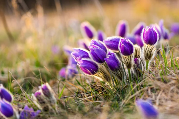 Említésre pulsatilla virág. Részletes makró lila virág, során a szép tavaszi naplemente. Tavasz come a természet. Puha bokeh a természetes háttér. — Stock Fotó