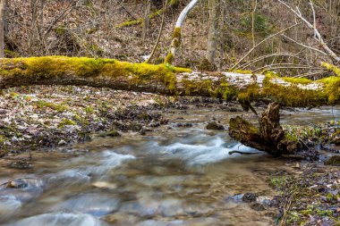 Ormandaki küçük nehir üzerinde büyüyen bitkiler ile gövde