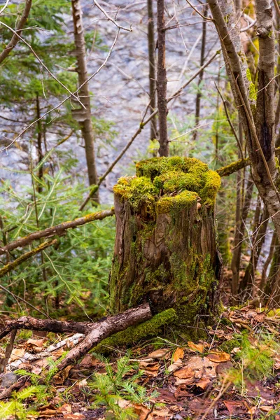 O toco na floresta com novas plantas jovens crescendo no topo do toco. Cores de primavera verde — Fotografia de Stock