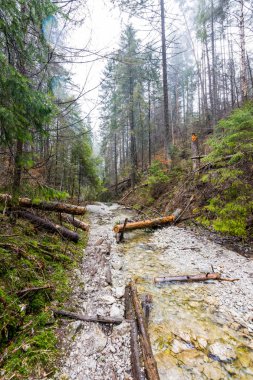 Slovakya cennet - Sucha Biela nehir kanyonun turizm yolu ile. Orman ağaçları tarafta river canyon hiking. Bahar ormandaki güzel doğa