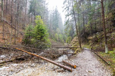 Slovakya cennet - Sucha Biela nehir kanyonun turizm yolu ile. Orman ağaçları tarafta river canyon hiking. Bahar ormandaki güzel doğa