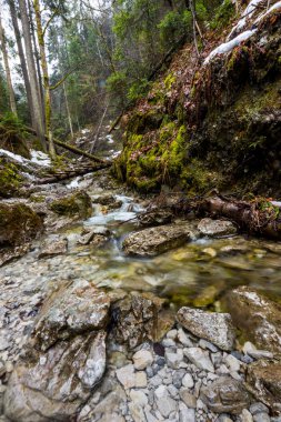 Slovakya cennet - Sucha Biela nehir kanyonun turizm yolu ile. Orman ağaçları tarafta river canyon hiking. Bahar ormandaki güzel doğa