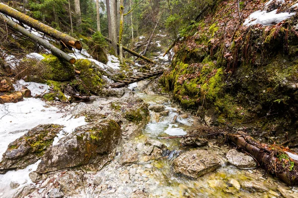 Eslovaquia paraíso - El cañón del río Sucha Biela con ruta turística. Senderismo en el cañón del río, árboles forestales a los lados. Hermosa naturaleza en el bosque de primavera — Foto de Stock